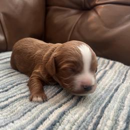 Levi - Red male Cavapoo puppy in Glendale, Arizona from Dashing Dogs