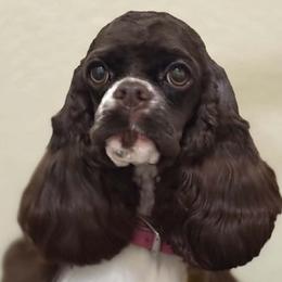 Cocker Spaniels, Goldendoodles, Golden Retrievers, and Poodles from Elliott's Elite Puppies