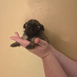 Girl 5 - Gold female Shih Tzu puppy in Norris City, Illinois from Dainty and Darling Shih Tzu