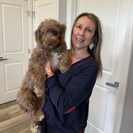 Amber   Peach Collar Girl - Merle Bernedoodle puppy in Buffalo, Illinois from Pear Tree Poodles & Doodles
