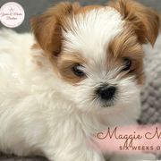 Morkie, Shorkie, and Yorkshire Terrier Puppies from Yorkie and Morkie Boutique