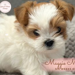 Morkie, Shorkie, and Yorkshire Terrier Puppies from Yorkie and Morkie Boutique