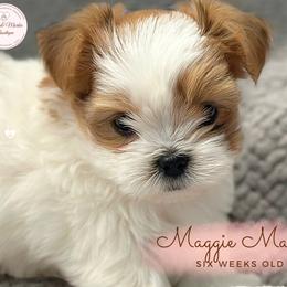 Morkie, Shorkie, and Yorkshire Terrier Puppies from Yorkie and Morkie Boutique