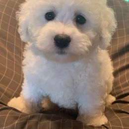 Brown Collar Male - Bichon Frise puppy from ACC Ranch
