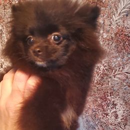 "Female : Liquorice 16 Dec 2023" Pomeranian Puppies from Fancy Paws Pomeranian