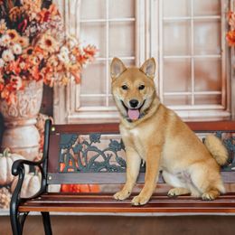 Shiba Inu Puppies from Bluebonnet Shibas