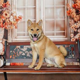 Shiba Inu Puppies from Bluebonnet Shibas