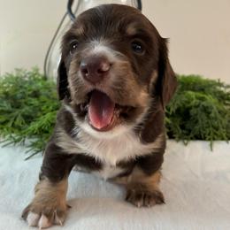 Pine - Piebald male Dachshund puppy in Dobson, North Carolina from Oakleys Dachshund Haven