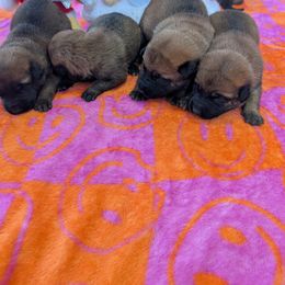 Belgian Malinois puppies from Von-Zito Belgian Malinois