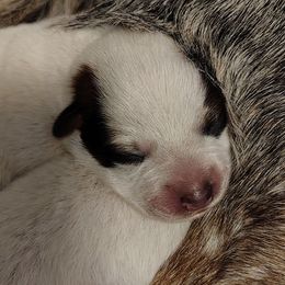 Dagger - Red speckled male Australian Cattle Dog puppy in Rogue River, Oregon from FullMoon Cattle Dogs