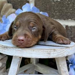 Maverick AKC - Chocolate and tan male Dachshund puppy in Hendersonville, North Carolina from Snarky Doxy Miniature Dachshunds
