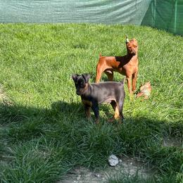 Blitz - Black and tan male Miniature Pinscher puppy in Fall City, Washington from Davilg Miniature Pinschers
