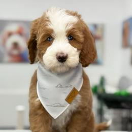 Teal-nugget - Red male Bernedoodle puppy in Yuciapa, California from AlltheDoodlez_