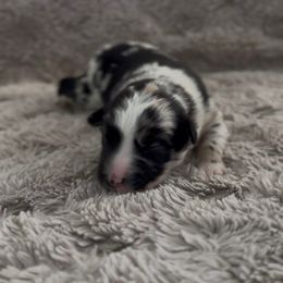 Gordon Ramsay - Blue merle male Miniature Australian Shepherd puppy in Queen Creek, Arizona from Arizona Aussies
