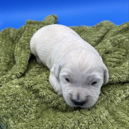 Cream boy 1 - Light golden male Golden Retriever puppy in Spanaway, Washington from 11 Oaks Kennels
