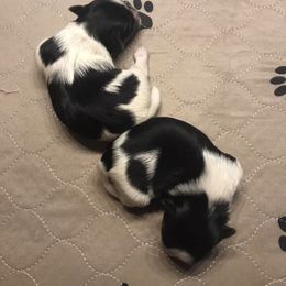 Biewer Terrier Puppies from Stoll'n Kisses Biewers