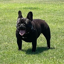 Milk - French Bulldog