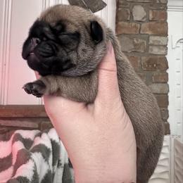 Zuma - Fawn female French Bulldog puppy in Ashland, Ohio from HazyDayFrenchies