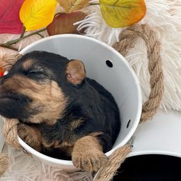 Airedale Terrier, Lakeland Terrier, and Welsh Terrier Puppies from Anne's Pups