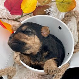 Airedale Terrier, Lakeland Terrier, and Welsh Terrier Puppies from Anne's Pups