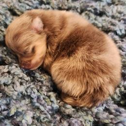 Clover - 3,500 dollars - Chocolate merle female Pomeranian puppy in Amelia, Ohio from Boujee Puff Poms