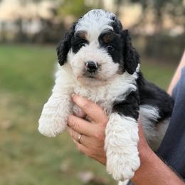 Milo - Tri-color male Bernedoodle puppy in Warrensburg, Missouri from Dreamer Ridge Puppies
