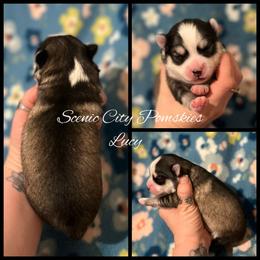 Lucy - Silver and white female Pomsky puppy in Rossville, Georgia from Scenic City Pomskies