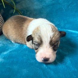 Sorrel - Red male American Corgi puppy in Scottown, Ohio from Wyndy Ridge Corgis