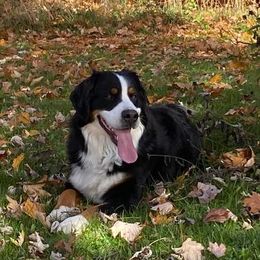 Daisy - Bernese Mountain Dog