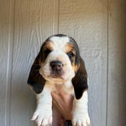 Nate - Black brown and white male Basset Hound puppy in New Mexico from Zia Trail Doxies