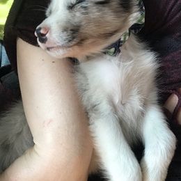 Border Collie Puppies from By Design Farm