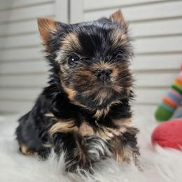 D'Artagnan - Black and gold male Yorkshire Terrier puppy in Austin, Texas from Rhine Valley Yorkies