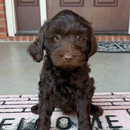 Mint Girl - Chocolate female Australian Labradoodle puppy in West Union, South Carolina from Golden Corner Labradoodles, LLC