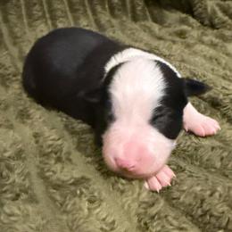 Freya - Black and white female Border Collie puppy in Mckinney, Texas from Border Collies of Ruidoso