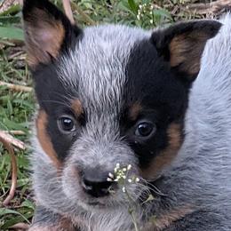Australian Cattle Dogs from Bullock ACDs