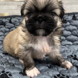 Full AKC - Fawn female Pekingese puppy in Pennsylvania from Triple I Pekes