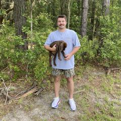 Pudelpointer Puppies from Bent Tree Pudelpointers