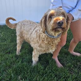 Piper - Goldendoodle