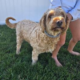 Piper - Goldendoodle