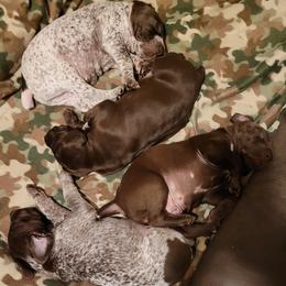 German Shorthaired Pointers from Wild E Ranch