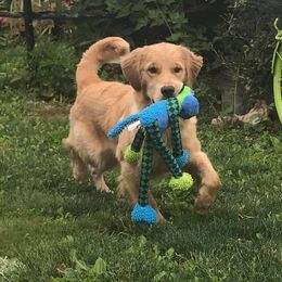 Golden Retriever All Grown Up from Trisha Ferris' Golden Retrievers