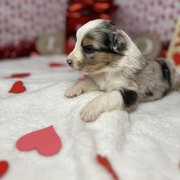 Australian Shepherd Puppies from Copper Top Aussies
