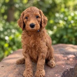 Merle - Red  male Goldendoodle puppy in Wharton, Texas from Little Fur Friends
