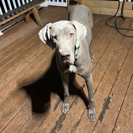 Roxy - Great Dane