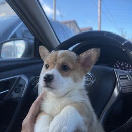 Pembroke Welsh Corgi Puppies from Adrian Balvanera