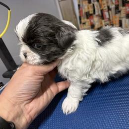 Green Collar - Blue and white male Shih Tzu puppy in Eunice, Louisiana from 4J's Cajun Kennels