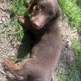 Dachshund Puppies from Kristy Kalinowski