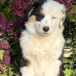 Miniature Australian Shepherd Puppies from Wren’s Nest Farm