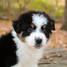 Timothy - Black tri-color male Australian Shepherd puppy in Coldwater, Michigan from Northern Star Australian Shepherds