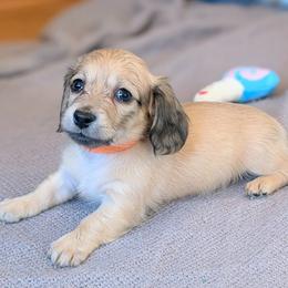 VIXEN - Cream female Dachshund puppy in Moscow, Idaho from Bailiwick of Gurnsey
